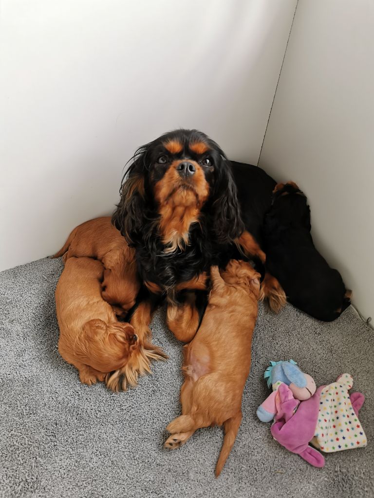 chiot Cavalier King Charles Spaniel Des Brumes De Tendresse