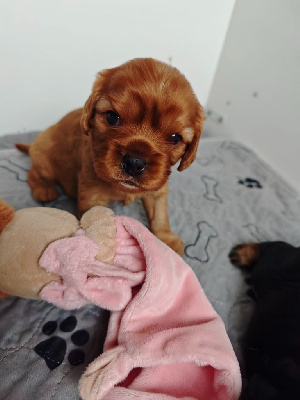 Des Brumes De Tendresse - Cavalier King Charles Spaniel - Portée née le 04/11/2024