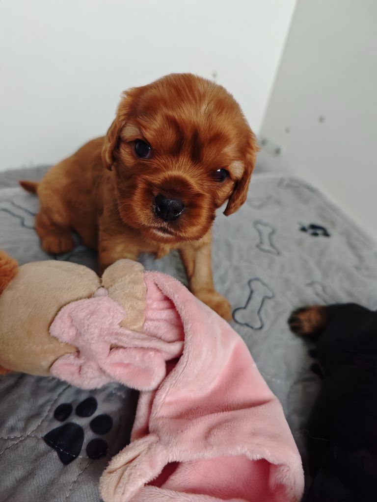 Des Brumes De Tendresse - Chiot disponible  - Cavalier King Charles Spaniel