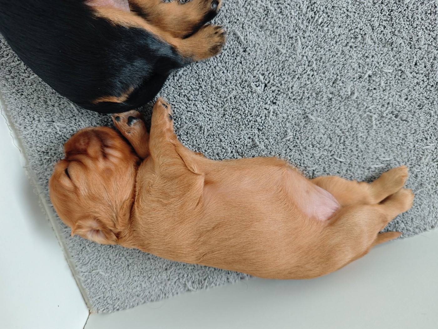 Des Brumes De Tendresse - Cavalier King Charles Spaniel - Portée née le 27/12/2025