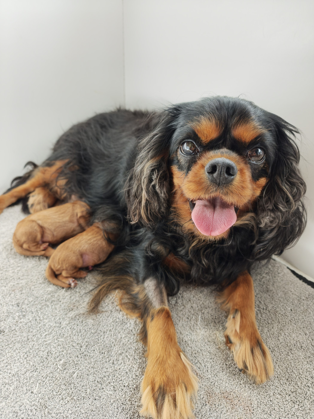 Des Brumes De Tendresse - Cavalier King Charles Spaniel - Portée née le 23/07/2026