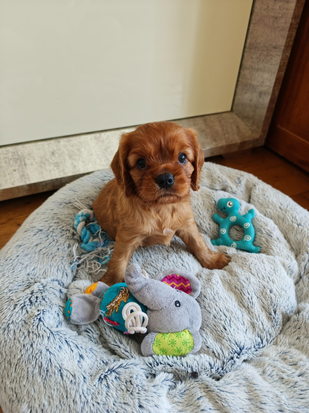 Des Brumes De Tendresse - Chiots disponibles - Cavalier King Charles Spaniel