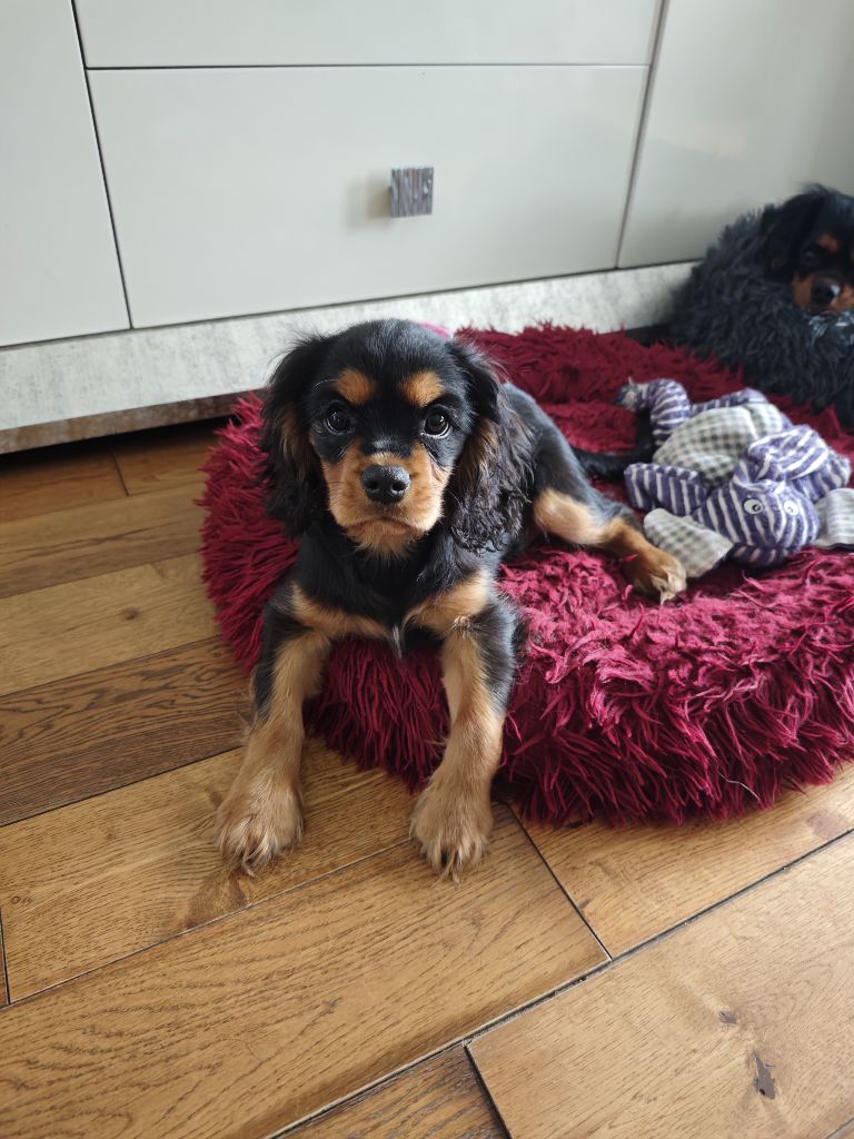 Des Brumes De Tendresse - Cavalier King Charles Spaniel - Portée née le 25/01/2025