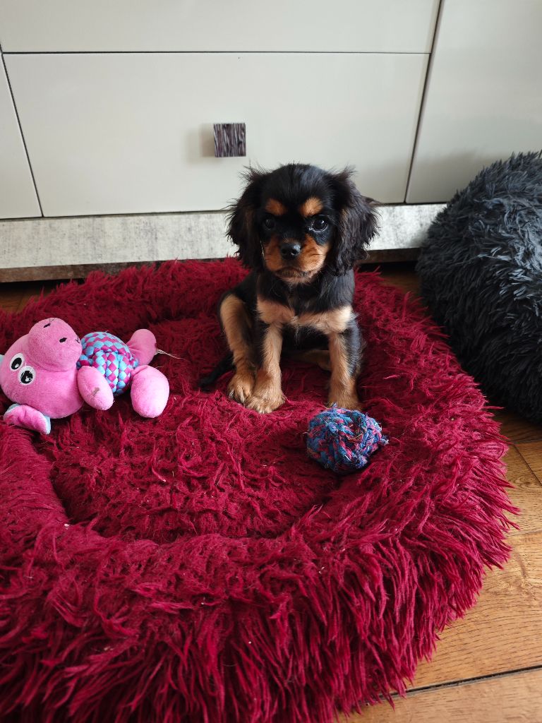 Des Brumes De Tendresse - Chiots disponibles - Cavalier King Charles Spaniel